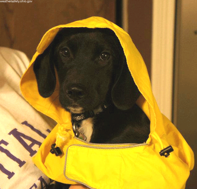 Emergency Preparedness for Pet Owners